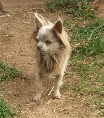 Étalon Chihuahua - Rintintin Chang Cheng