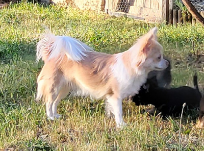 Étalon Chihuahua - Secret au jardin eden