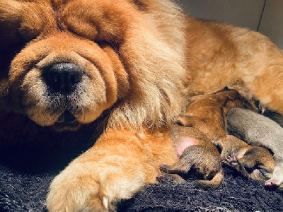 Étalon Chow Chow - Prunelle dit nini domaine du colibris