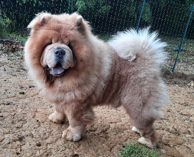 Étalon Chow Chow - Loukoum De L'Esprit De Buchido