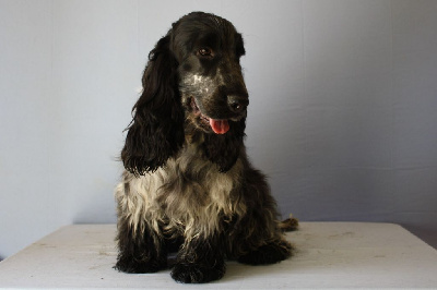 Étalon Cocker Spaniel Anglais - Taho blue D'Azur Addict