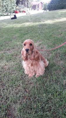 Étalon Cocker Spaniel Anglais - Rosaly des bois de la bro