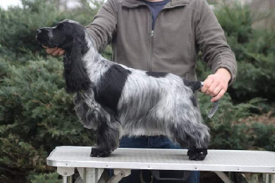 Étalon Cocker Spaniel Anglais - Smarties pop up Of Crazy Years