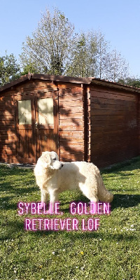 Étalon Golden Retriever - Sybelle (Sans Affixe)