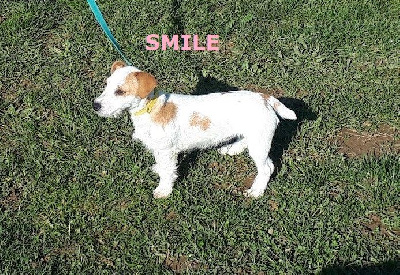 Étalon Jack Russell Terrier - Smile Du champ de l'ormeau
