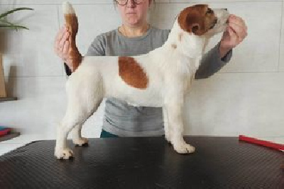 Étalon Jack Russell Terrier - Sirra lea des Terres Du Gali