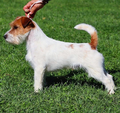 Étalon Jack Russell Terrier - CH. winterbourne Irish velocity