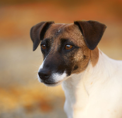 Étalon Jack Russell Terrier - Primavera menhyt D'Austral Et Boréal
