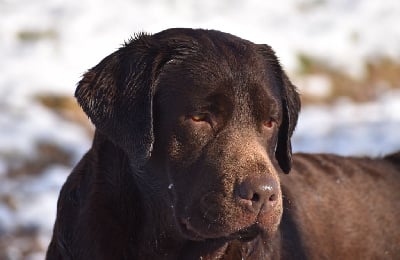 Étalon Labrador Retriever - lumiere de vie Jules verne dit juju