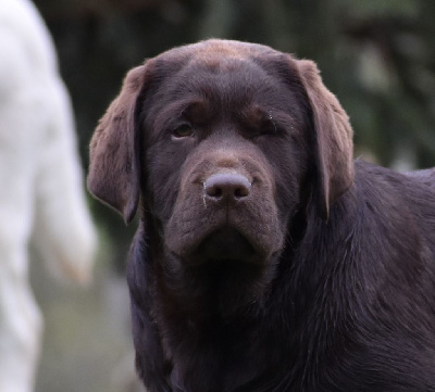 Étalon Labrador Retriever - Tartuffe Du Moulin Sault
