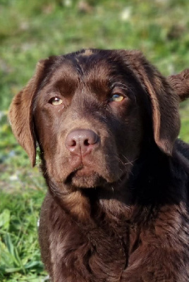 Étalon Labrador Retriever - Shangaï De sandie landes
