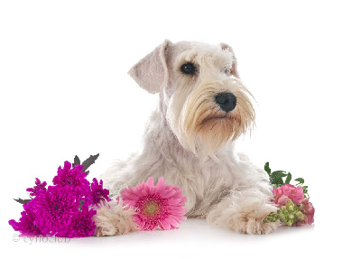 Étalon Schnauzer miniature - francesca's white king Naomi