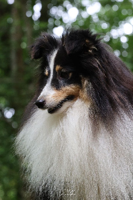 Étalon Shetland Sheepdog - Firouz von der alten birke