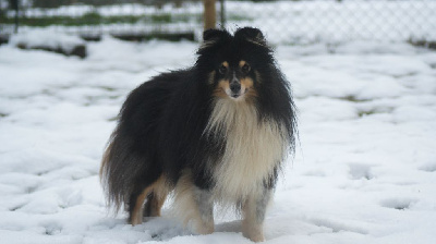 Étalon Shetland Sheepdog - Nice to meet you des Collines de Sagne