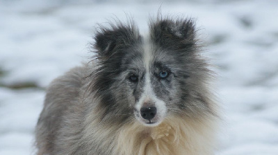Étalon Shetland Sheepdog - My blue lagoon des Famonadyns