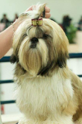Étalon Shih Tzu - Ramberlhy des joyaux du mas enchante
