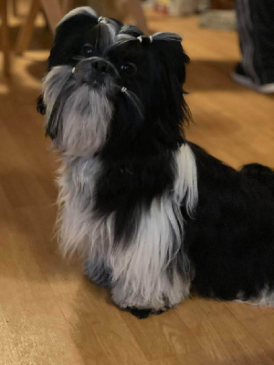 Étalon Shih Tzu - Texas rangers des Pommiers du Pays d'Othe