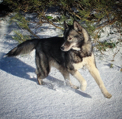 Étalon Siberian Husky - TaÃga Nordics Paradise