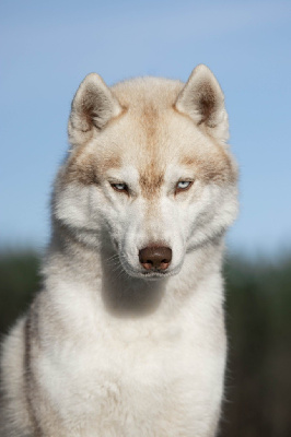 Étalon Siberian Husky - Spirit Of The Wind's Red white and blue