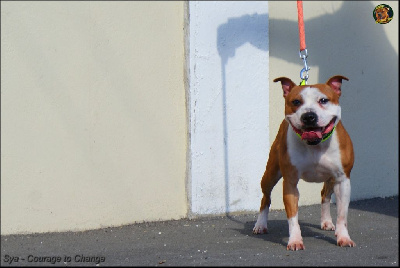 Étalon Staffordshire Bull Terrier - Sya courage to change (Sans Affixe)