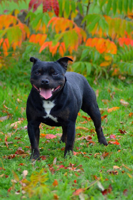 Étalon Staffordshire Bull Terrier - Ultimate boy royal milnikstaff
