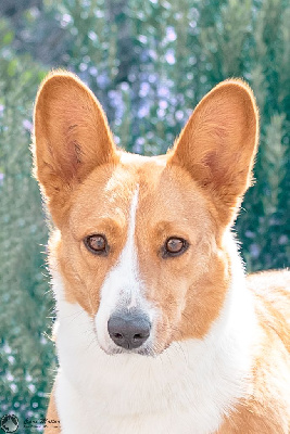 Étalon Welsh Corgi Cardigan - Mangily De la caverne des anges