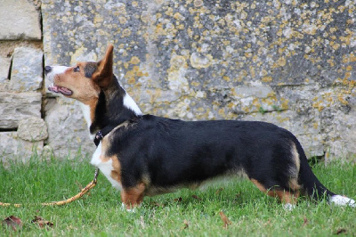 Étalon Welsh Corgi Cardigan - Reine beatrice De la caverne des anges