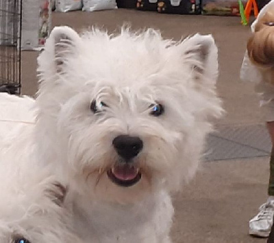Étalon West Highland White Terrier - Super jimmy du domaine de la charme