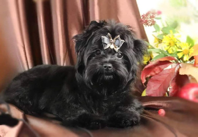 Étalon Yorkshire Terrier - Thimber black of land anzhe airis grand opening