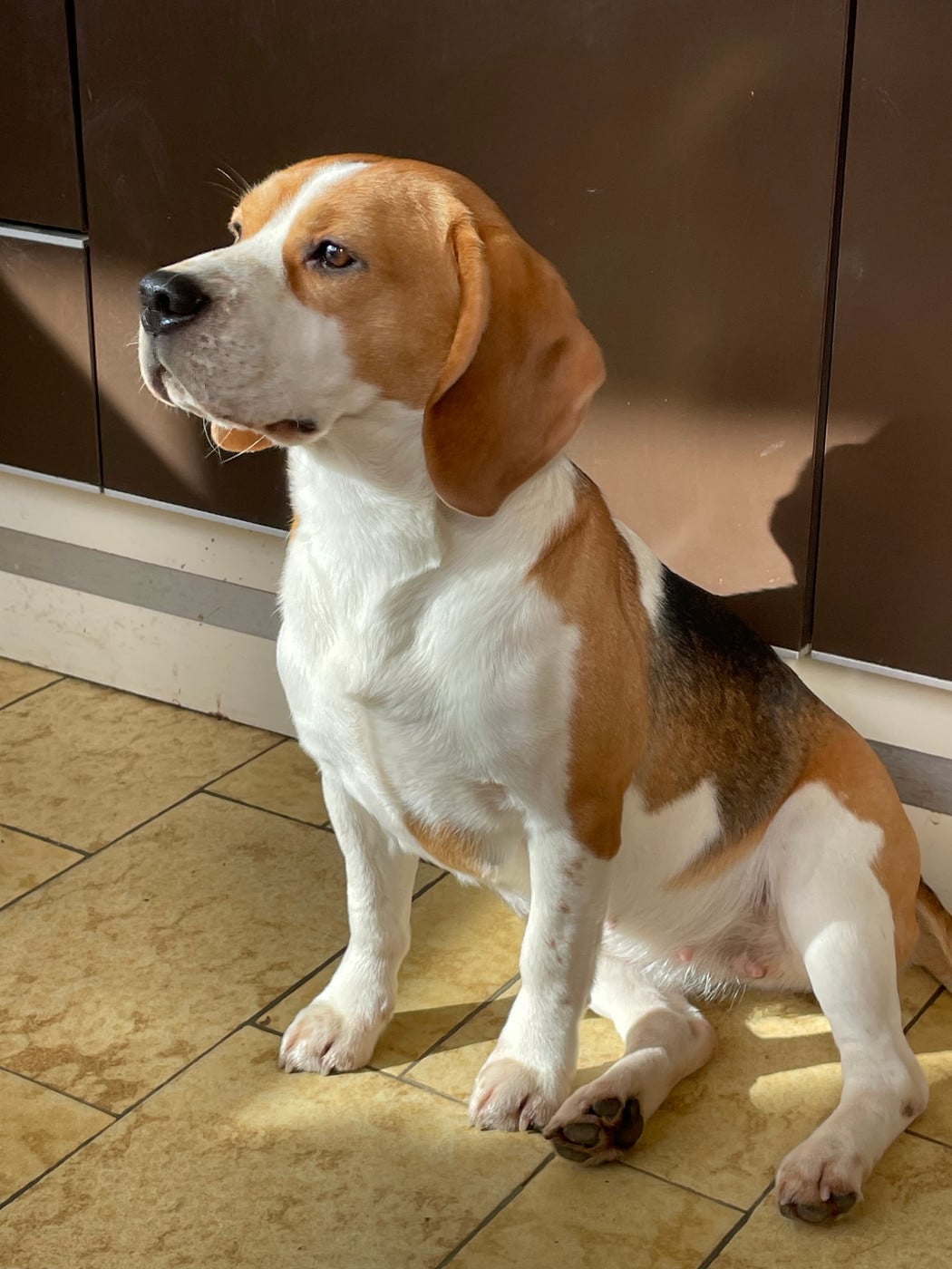 Les Beagle de l'affixe   du domaine d'Amandine