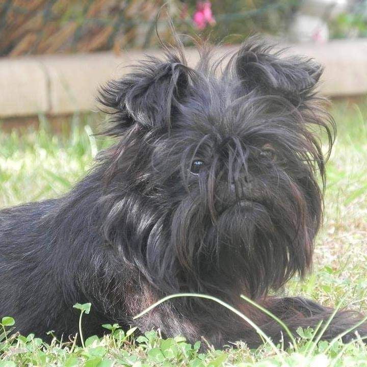 Les Affenpinscher de l'affixe   Can Daus