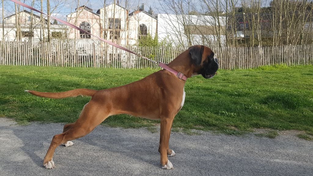 Les Boxer de l'affixe   Des Divines Idylles Du Lys