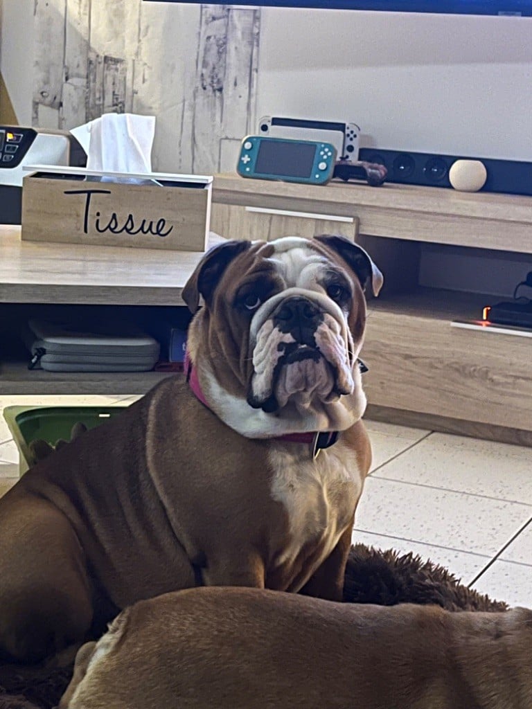 Les Bulldog Anglais de l'affixe   Des Trésors De La Gestrie