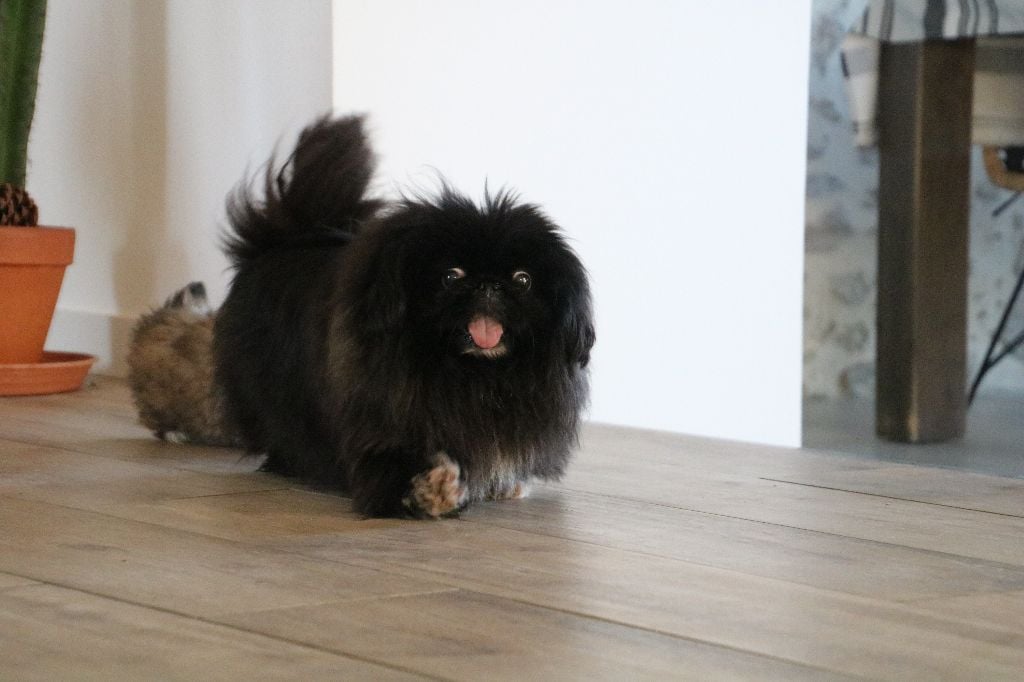 Les Pekinois de l'affixe   De La Cavalerie D'Hanna Kim