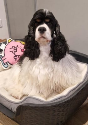 Étalon American Cocker Spaniel - Swing to the rock side Mèden Âgan