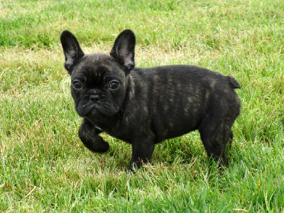 Étalon Bouledogue français - Pantoufle des Plaines du Middel Weg