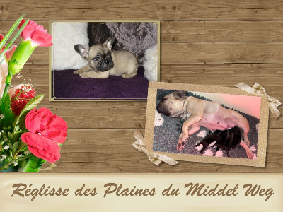Étalon Bouledogue français - Reglisse des Plaines du Middel Weg