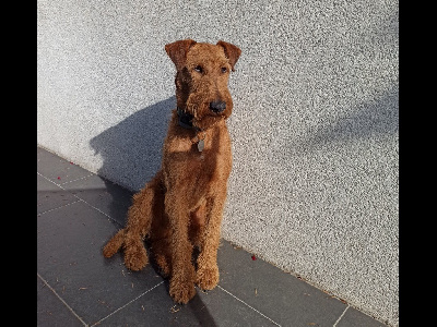 Étalon Irish Terrier - Of Chouky's Love Spock