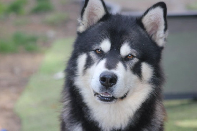 Étalon Alaskan Malamute - Putchi de nounack