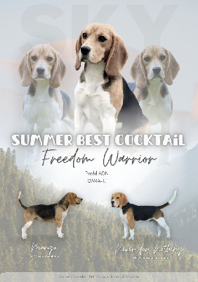 Étalon Beagle - Summer best cocktail Freedom Warrior