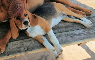 Étalon Beagle - Schips du creux du nant