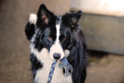 Étalon Border Collie - Olympe du Masque Noir de Vandrimare