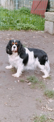 Sybelle du domaine des quatre pattes