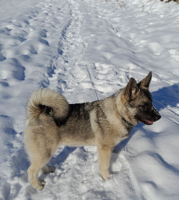 Étalon Chien d'elan norvegien gris - Speed Du Grand Parpaillon