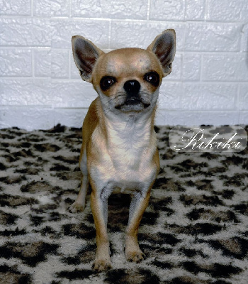 Étalon Chihuahua - Rikiki Des Etoiles De Nice