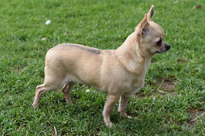 Étalon Chihuahua - Néfertiti de l'elixir d'amour