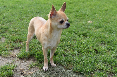 Étalon Chihuahua - Nalla De La Cite D'esmee