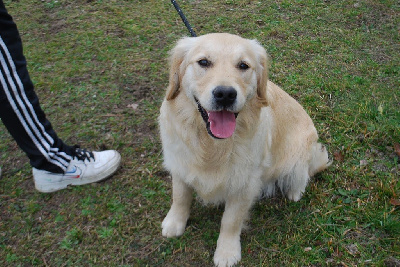 Étalon Golden Retriever - Terre de sienne Des Fees Du Dolmen