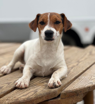 Étalon Jack Russell Terrier - Tagada (Sans Affixe)