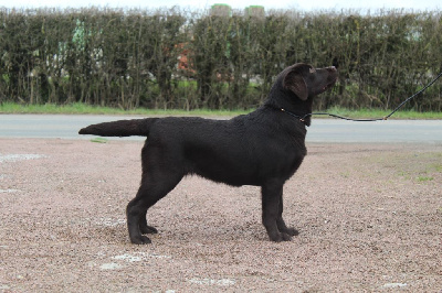 Étalon Labrador Retriever - Set we'll be happy Dream Of Elite